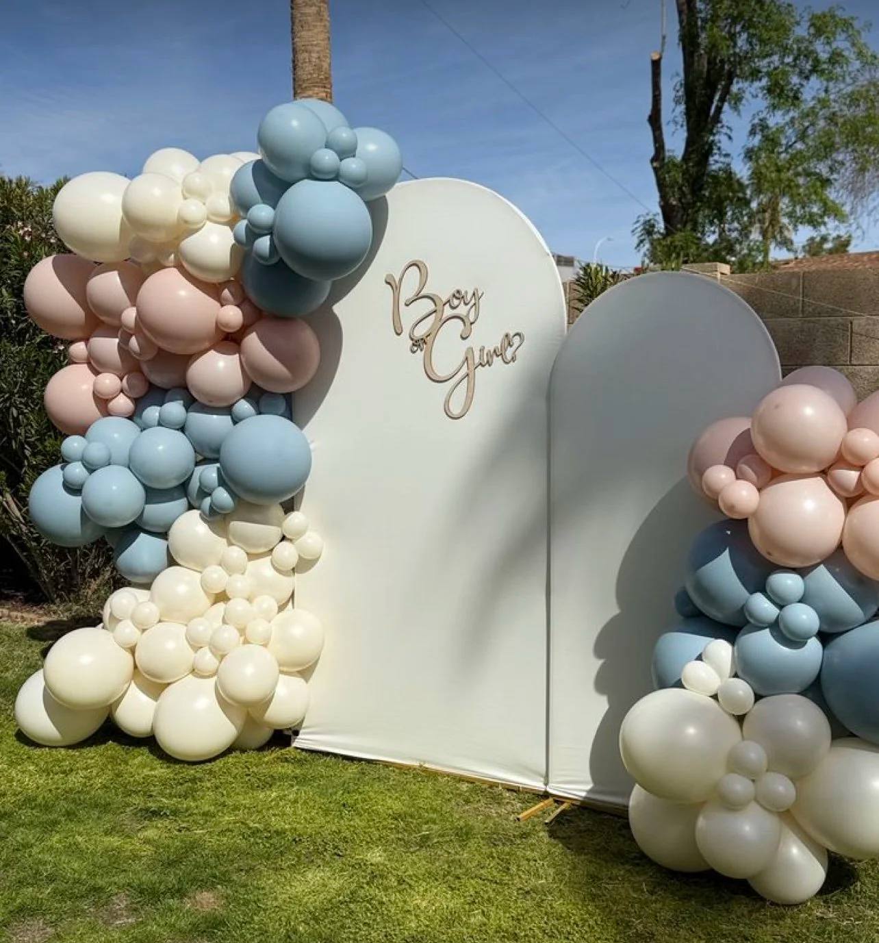A gender reveal backdrop on a lawn with pink, blue and cream balloons around two white arches